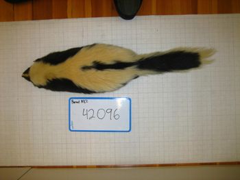 Media type: image;   Mammalogy 42096